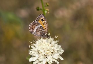 Seyit&nbsp;(Arethusana&nbsp;arethusa)