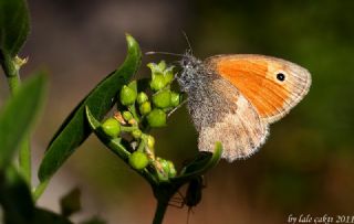 Kk Zpzp Perisi (Coenonympha pamphilus)