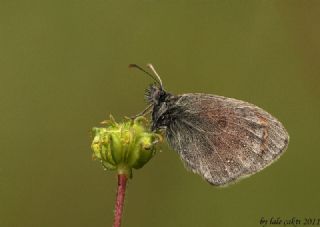 K���k Z�pz�p Perisi&nbsp;(Coenonympha&nbsp;pamphilus)