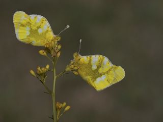 Zegris (Zegris eupheme)