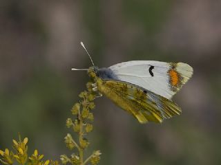 Zegris (Zegris eupheme)