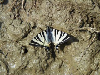 Erik Krlangkuyruk (Iphiclides podalirius)