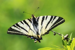 Kafkas Fistosu (Zerynthia caucasica)