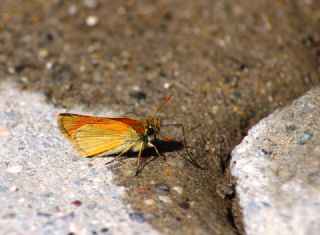 Sar Antenli Zpzp (Thymelicus sylvestris)