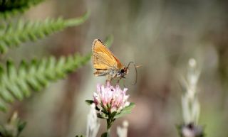 Sar Antenli Zpzp (Thymelicus sylvestris)