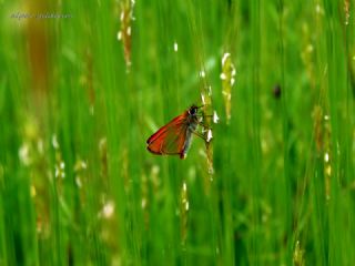 Sar Antenli Zpzp (Thymelicus sylvestris)