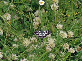Orman Melikesi (Melanargia galathea)