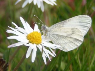 Narin Orman Beyaz (Leptidea sinapis)