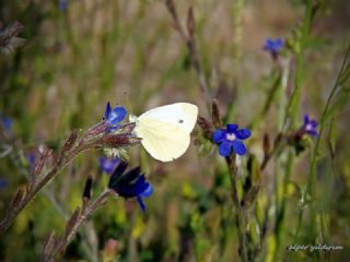 Kk Beyazmelek (Pieris rapae)