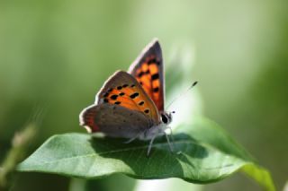 Benekli Bakr Gzeli (Lycaena phlaeas)