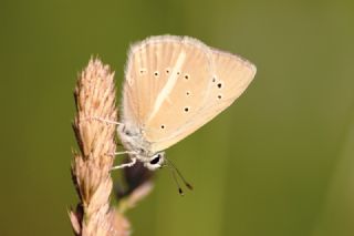 ? Agro Tr (Tanmsz) (Agrodiaetus sp.)