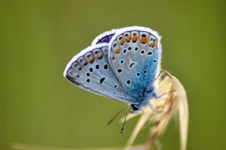 okgzl Mavi (Polyommatus icarus)