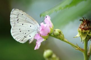 Kutsal Mavi (Celastrina argiolus)