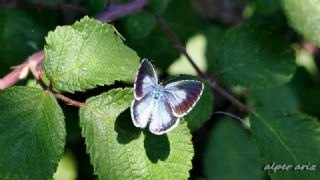 Kutsal Mavi (Celastrina argiolus)