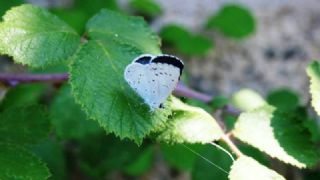 Kutsal Mavi (Celastrina argiolus)