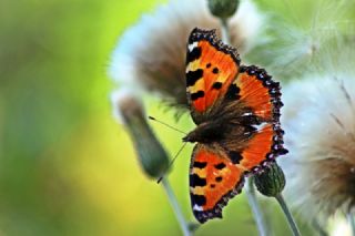 Aglais (Aglais urticae)