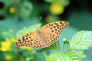 Cengaver (Argynnis paphia)