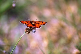 Benekli parhan (Melitaea didyma)