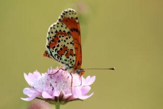 Benekli parhan (Melitaea didyma)