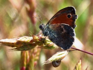 Kk Zpzp Perisi (Coenonympha pamphilus)