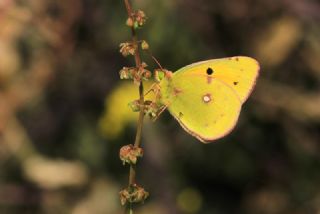 Sar Azamet (Colias croceus)