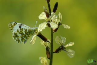 Da Oykls (Euchloe ausonia)