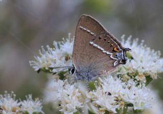 Gzel Sevbeni (Satyrium spini)