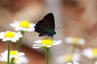 Byk Sevbeni (Satyrium ilicis)