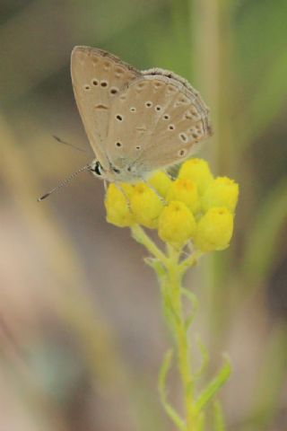 Anormal okgzl (Polyommatus admetus)