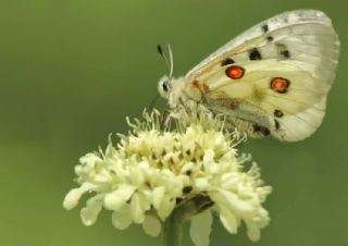 Apollo (Parnassius apollo)