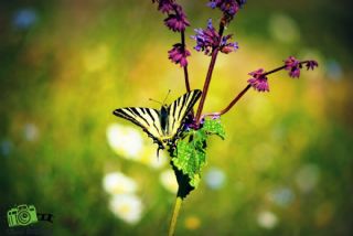 Erik Krlangkuyruk (Iphiclides podalirius)