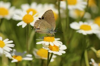 Sevbeni (Satyrium abdominalis)