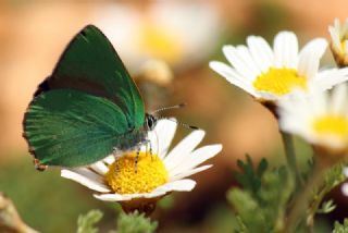 Zmrt (Callophrys rubi)