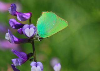Zmrt (Callophrys rubi)