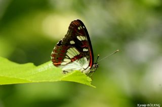Akdeniz Hanmeli Kelebei (Limenitis reducta)