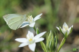 Kk Beyazmelek (Pieris rapae)