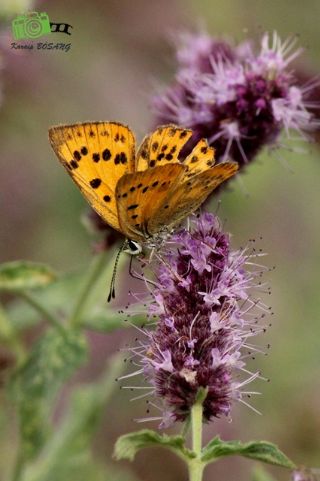 Orman Bakr Gzeli (Lycaena virgaureae)