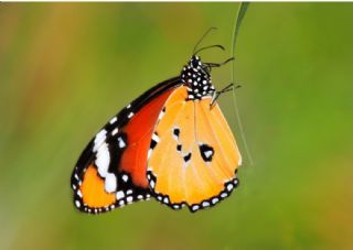 Sultan (Danaus chrysippus)