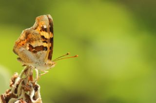 Anadolu ehzadesi (Thaleropis ionia)