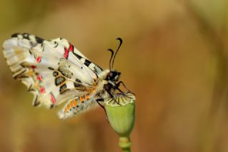 Orman Fistosu (Allancastria  cerisyi)