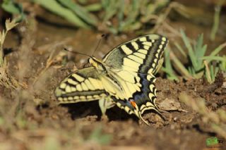 Krlangkuyruk (Papilio machaon)