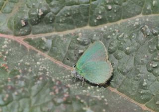 Ign Zmrt, Minikzmrt (Callophrys mystaphia)