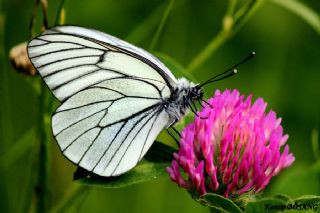 Al Beyaz (Aporia crataegi)