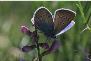 okgzl Rus Mavisi (Polyommatus coelestina)