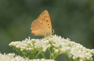 Orman Bakr Gzeli (Lycaena virgaureae)