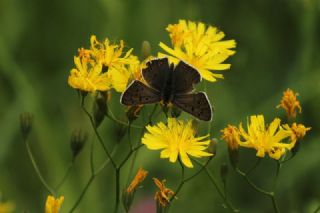 sli Bakr Gzeli (Lycaena tityrus)