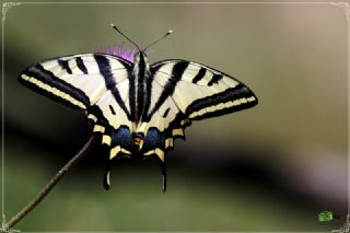 Kaplan Krlangkuyruk (Papilio alexanor)