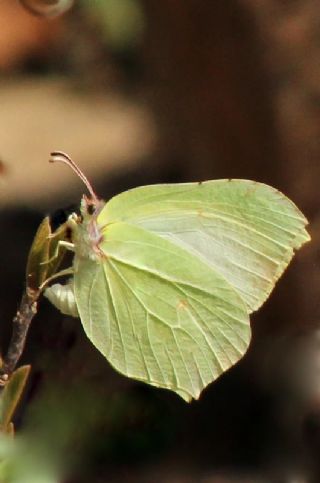Orakkanat (Gonepteryx rhamni)