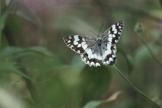 Anadolu Melikesi (Melanargia larissa)