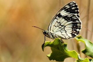 Akdeniz Melikesi (Melanargia titea)